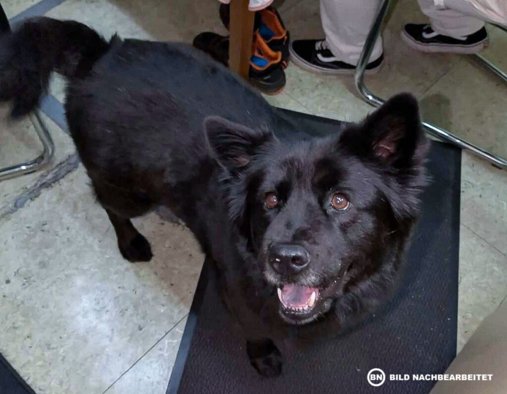 🚨 VERMISST – HÜNDIN PAULA – BITTE UM MITHILFE 🚨