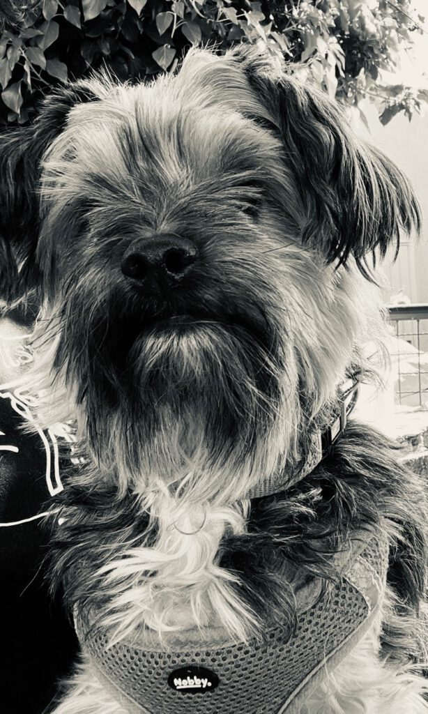 🖤 TRAGISCHE WARNMELDUNG – BITTE UNBEDINGT LESEN & TEILEN 🖤 📍 Kasbruch – Furpach / Neunkirchen (Saar)