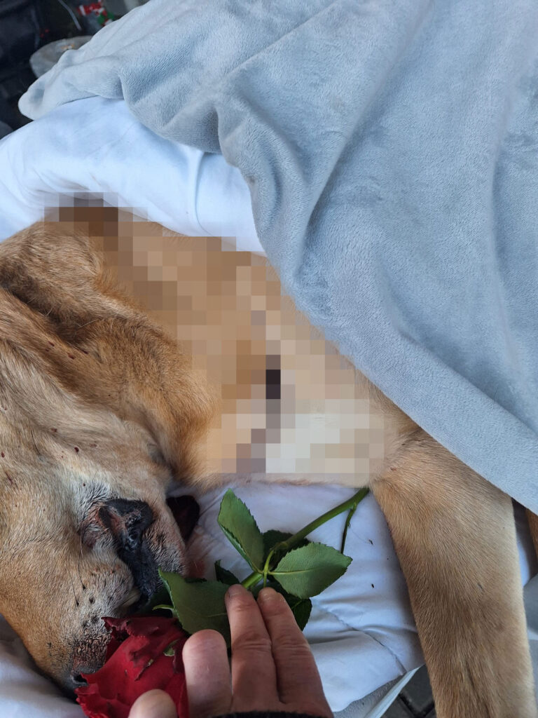 Erschütternder Todesfall eines Hundes in Pirmasens – Wir werden nicht wegsehen