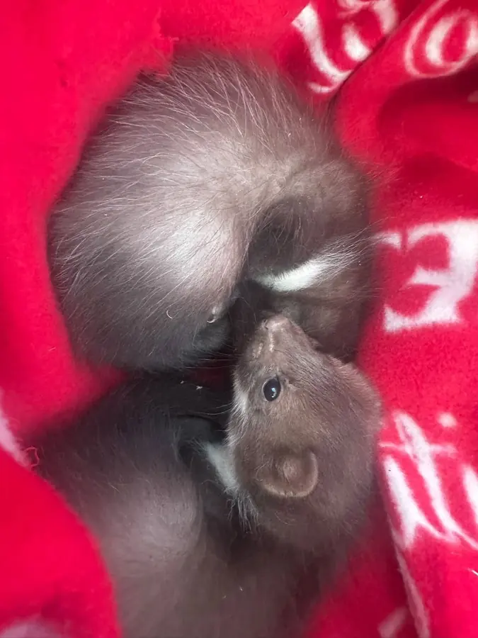 Zwei Fuchswelpen kuscheln