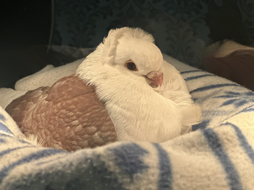 Einsatz am 02.01.2026 – Fundtier in Völklingen