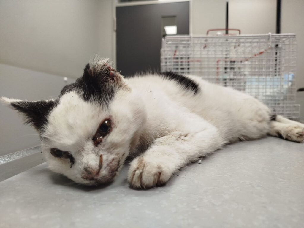 Nachwuchstierschützer. Mut. Verantwortung. Und eine Würde, die sprachlos macht.