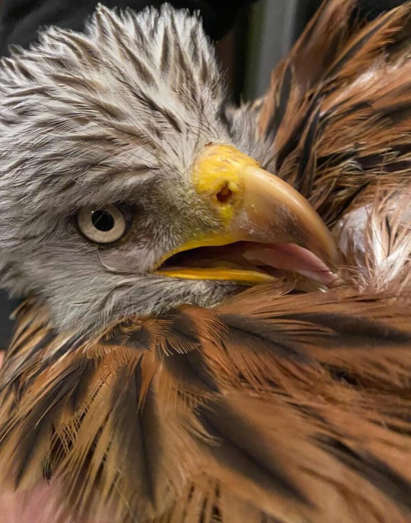 🦅 Verletzter Rotmilan in Michelbach