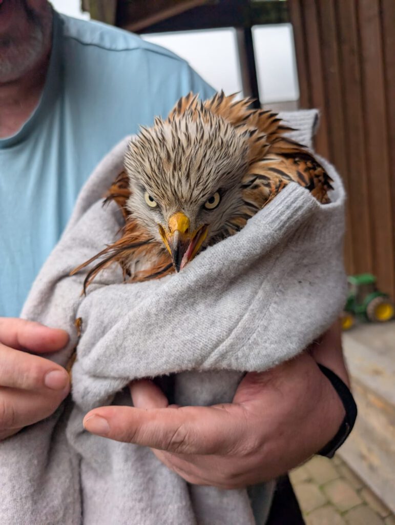 Stark verletzter Rotmilan (Verdacht: Windrad-Kollision)