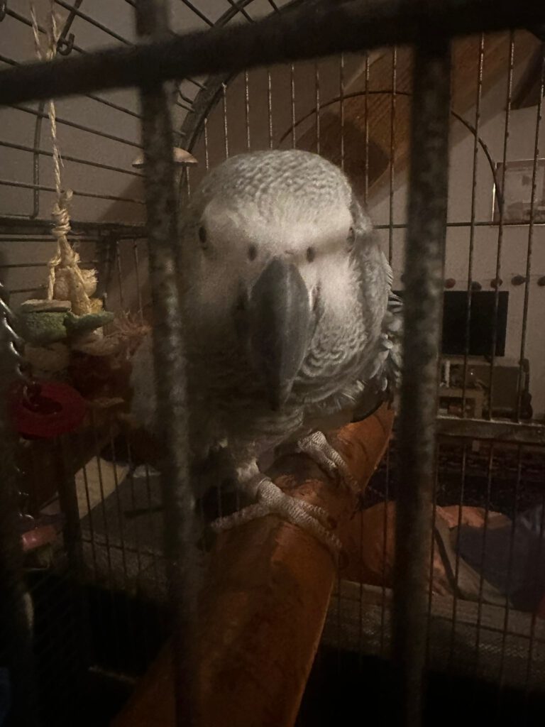 Sicherung und Unterbringung eines Graupapageis (Halterin verstorben)