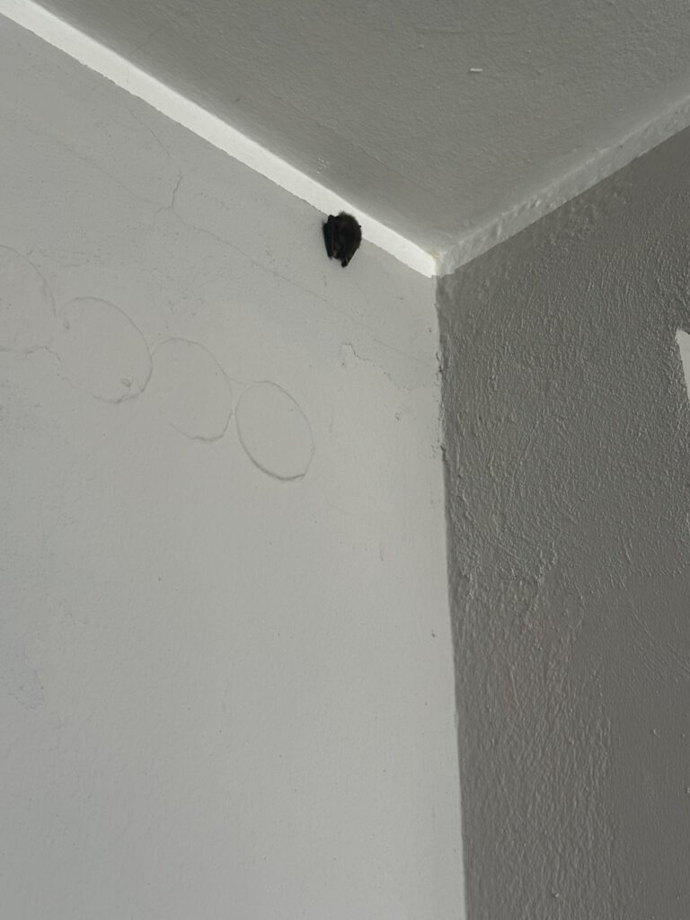 28.02.2026 - Verirrte Fledermaus